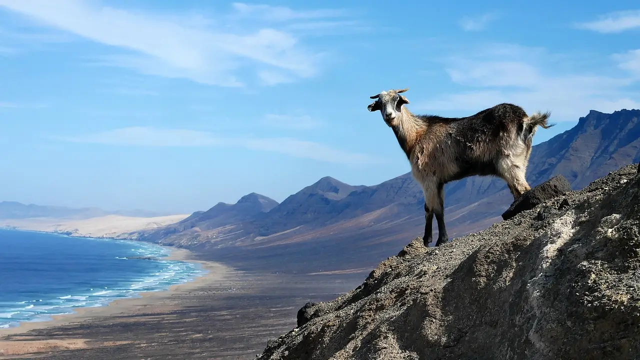 crete goat mountains